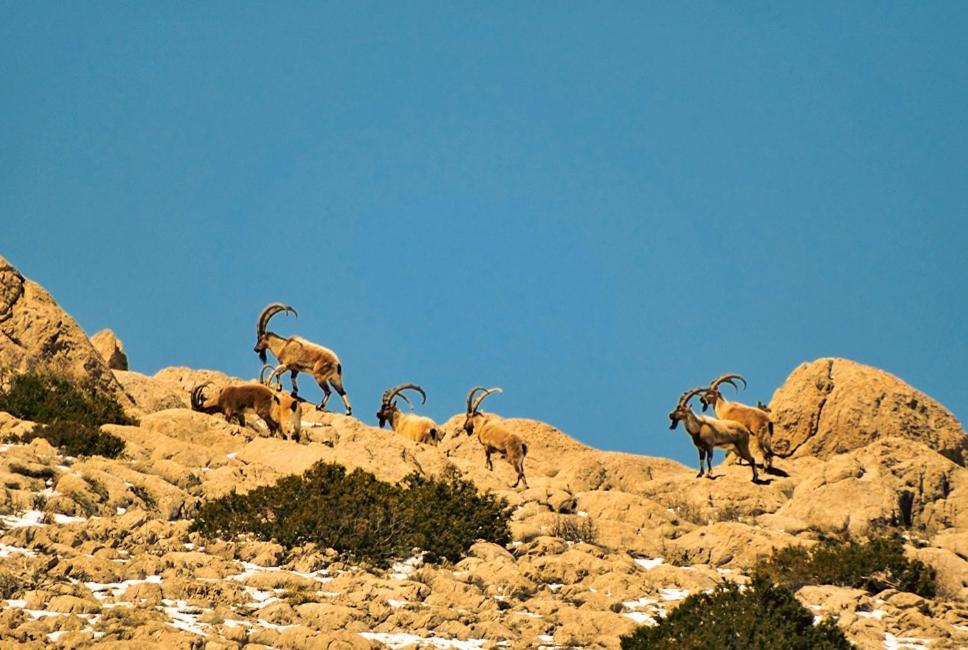 Aladaglar Mountain Hostel Cukurbag  Dış mekan fotoğraf